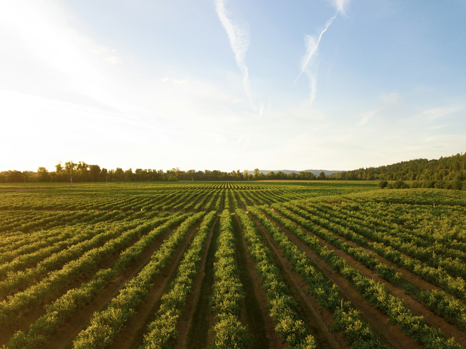 Napa Valley vineyard rows in soft light
